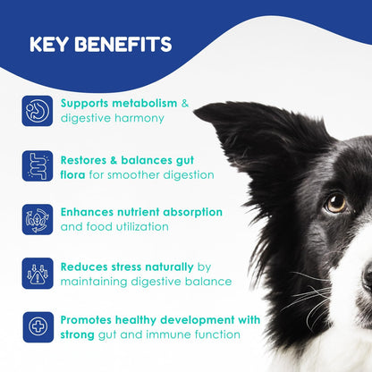 Prebiotic & Probiotic Dog Probiotic Paste, 6 Strains of Bacteria,18 Bi CFU's + Vitamins, Minerals- Upgraded Formula for Fast Balance GI, Dogs Probiotic Paste (14 g)