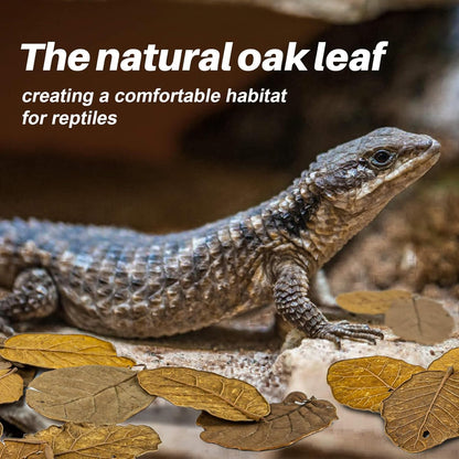 MAQIHAN 7 OZ Dry Oak Leaf Litter - Leaf Litter for Reptiles Oak Leaves for Isopods Live Substrate for Snakes, Frogs, Isopods, Terrarium Bedding