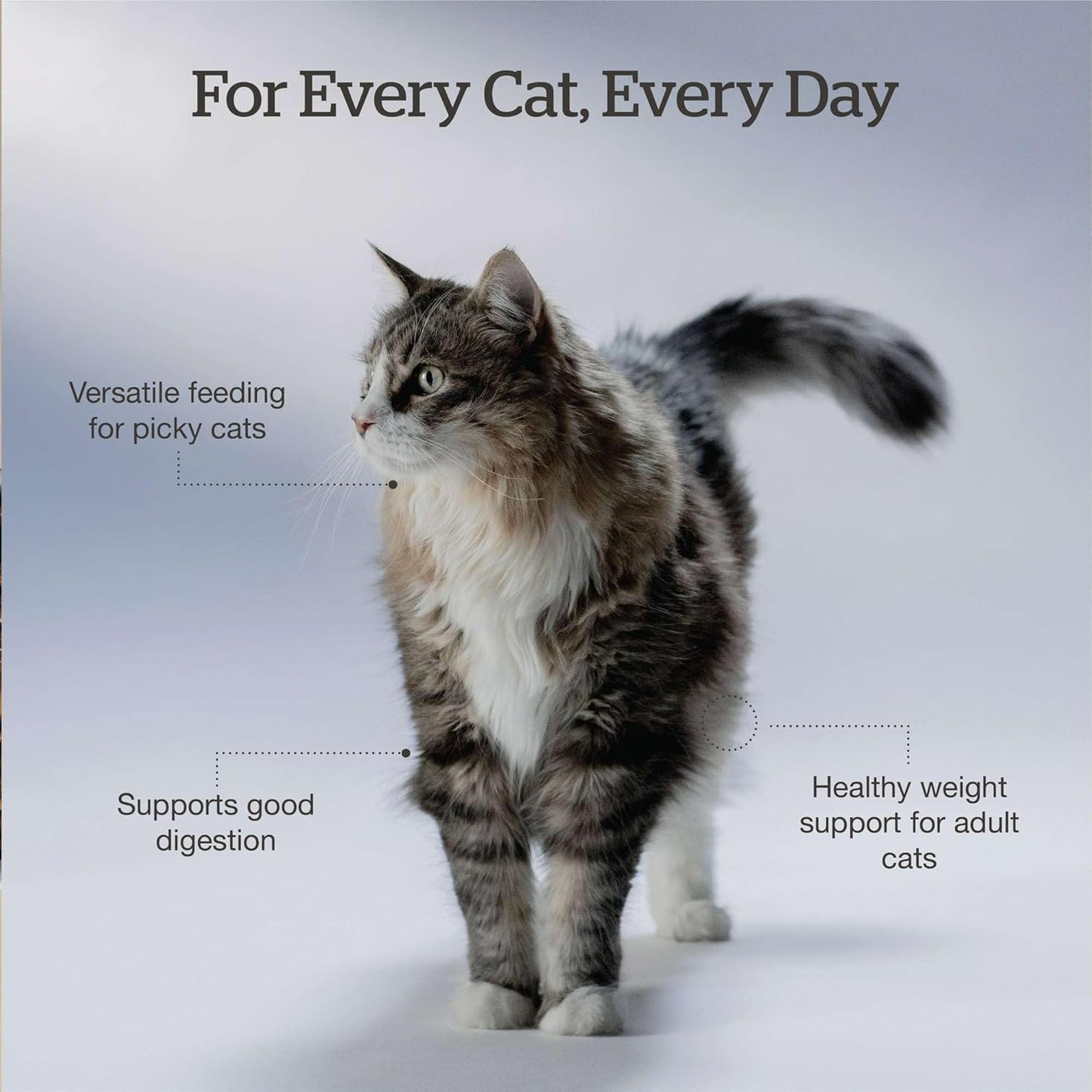 Now Fresh Good Gravy Grain-Free Dry Cat Food with Salmon, Healthy Kibble for Adults & Seniors Coated in Bone Broth – Just Add Water to Moisten, Chicken-Free Recipe for Sensitive Stomachs, 3 lb Bag