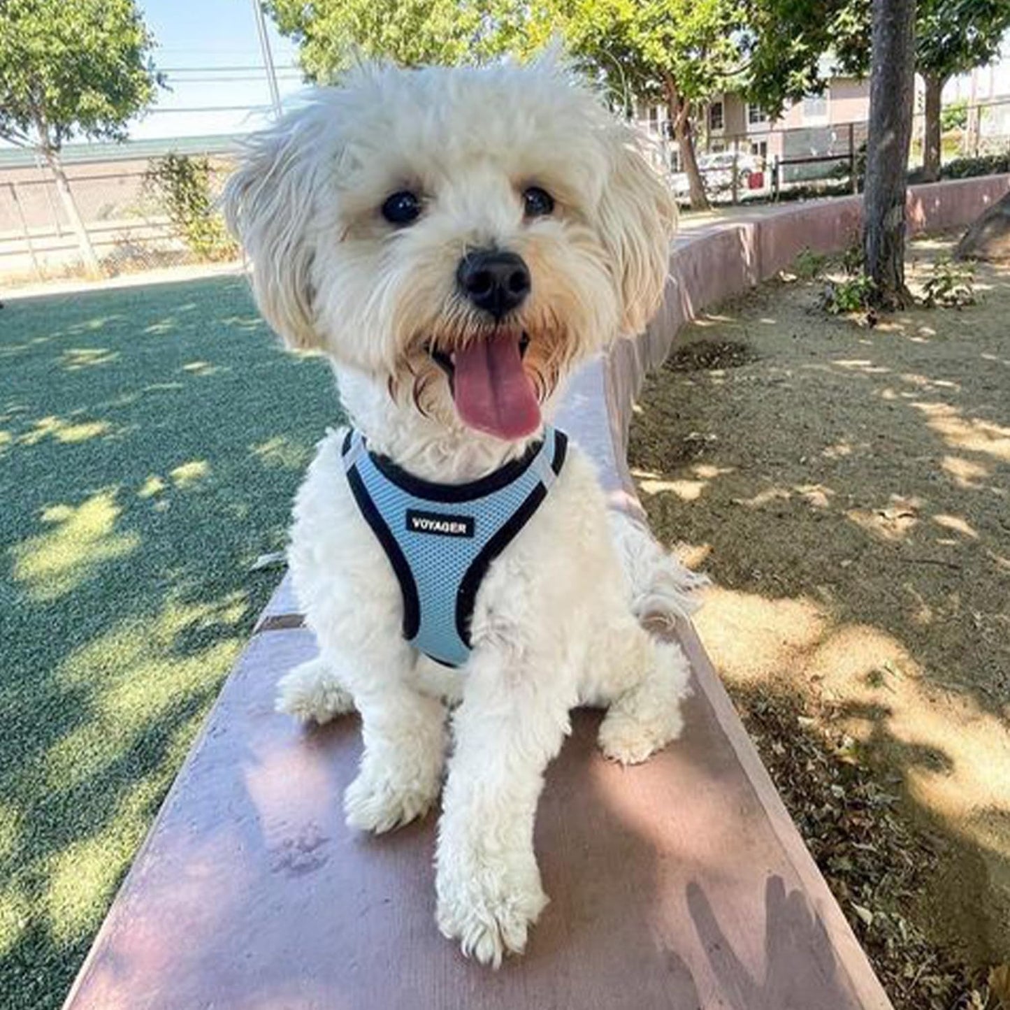 Best Pet Supplies - All Weather Mesh/Plush, Reflective, No Pull Harness for Small, Medium Dogs, Cats - Secure with Hook & Loop Fastener, Buckle, Double D-Rings - Baby Blue/Black Trim, XL