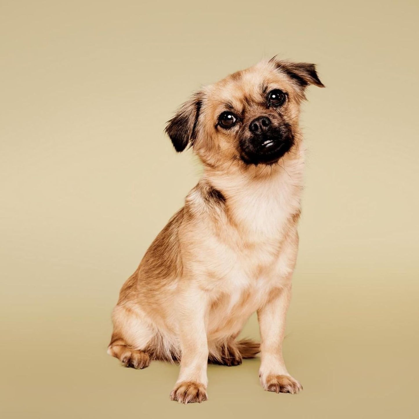 Paul Mitchell Pet Soothing Oatmeal Conditioner, Gentle Formula, 16.9 fl oz