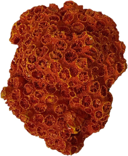 Aquarium Coral Ornament Decor Fish Hide for Fresh or Saltwater Aquariums - Replica Sun Coral (4.75" x 3" x 2.5")