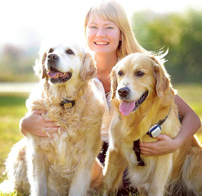 Gentle Tearless Dog Shampoo for Puppyies 8 Weeks Old: Slight Fragrance of Tea Tree and Rosemary Leaf Oil - Aloe Vera & Oats Can Alleviate Dry Skin - Soften Fur No Extra Conditioner Needed