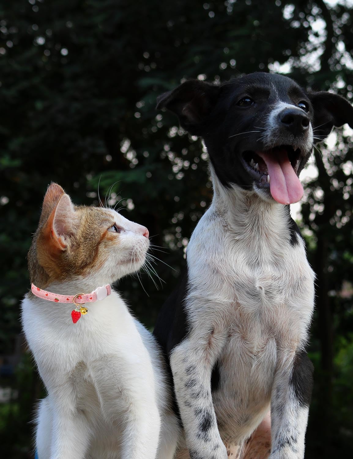 Cat Collar Breakaway with Bells,3 Pack Safety Adjustable Pet Collars,Ideal for Girl Boy Kittens. (White Yellow Pink)
