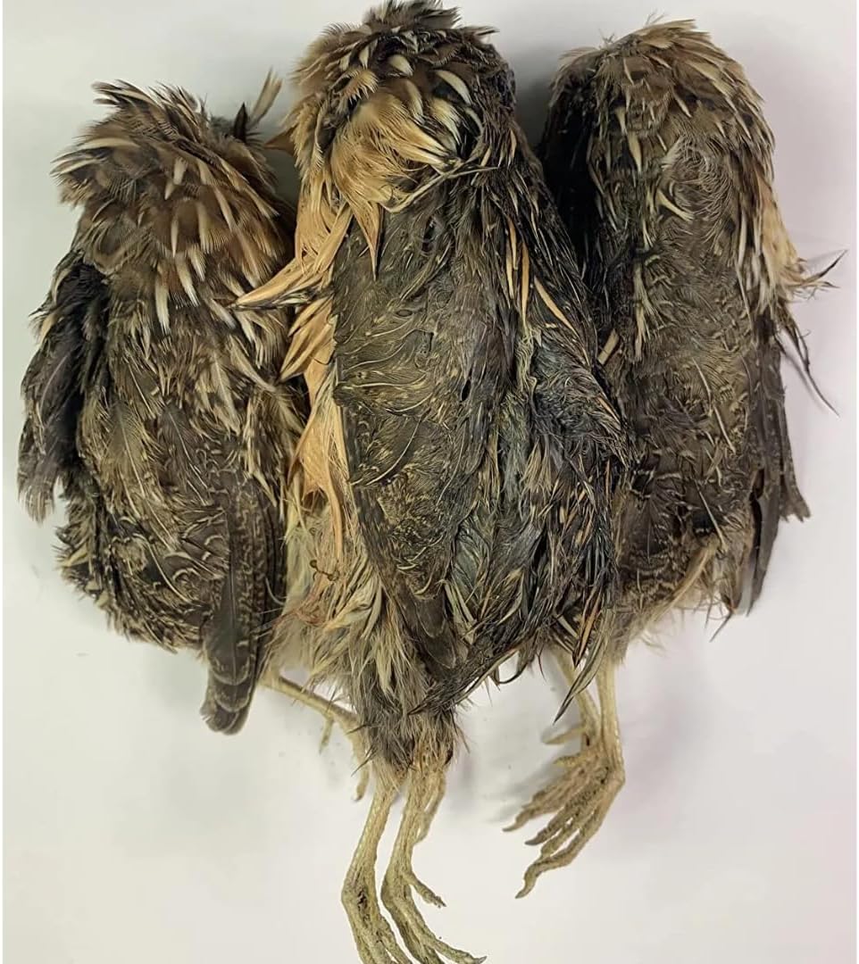 Quail Whole Pray dehydrated for Bird Dog Training or Falconry