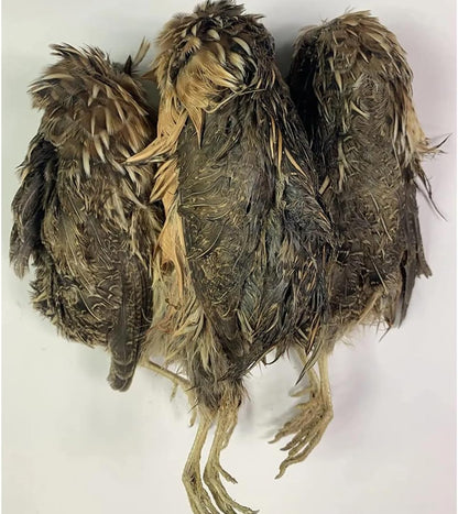 Quail Whole Pray dehydrated for Bird Dog Training or Falconry