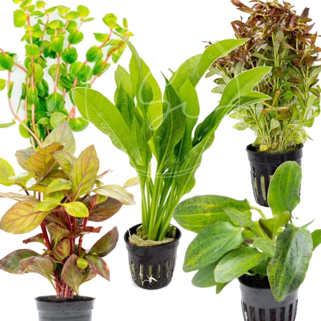 Swimming Creatures™ 10-Pack Potted Aquarium Plants – Grower’s Selection, Live Freshwater Aquatic Plants