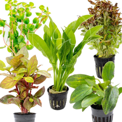 Swimming Creatures™ 10-Pack Potted Aquarium Plants – Grower’s Selection, Live Freshwater Aquatic Plants