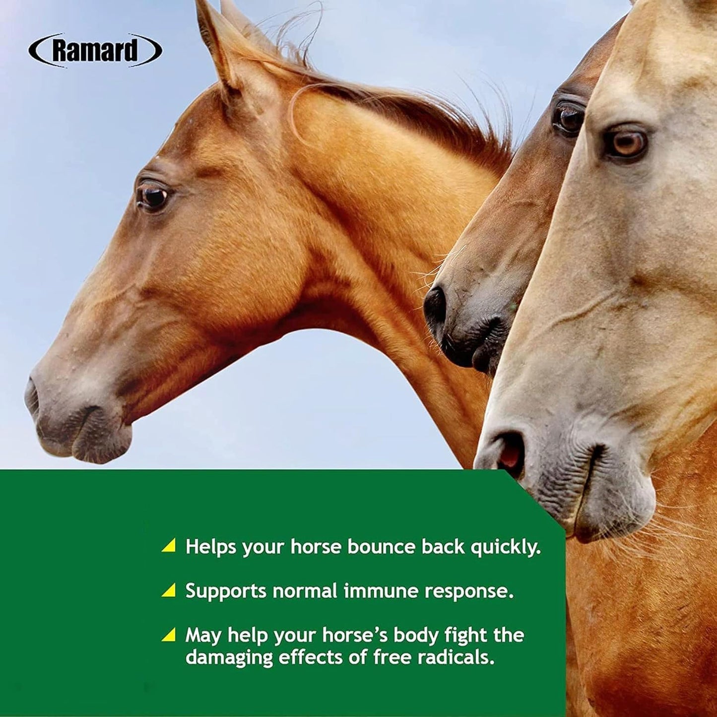 Ramard Total Immune Blast - Equine Immune Support, Horse Vitamin Supplement w/Zinc, Selenium, Omega 3, Omega 6 & Vitamins w/Nucleotides, 30cc Oral Syringe, 1pk