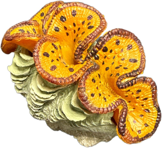 Resin Aquarium Ornament Decor for Fresh or Saltwater Aquariums - Clam (4.75" x 2.5" x 3.25") (Tiger Print)