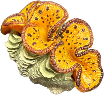 Resin Aquarium Ornament Decor for Fresh or Saltwater Aquariums - Clam (4.75" x 2.5" x 3.25") (Tiger Print)