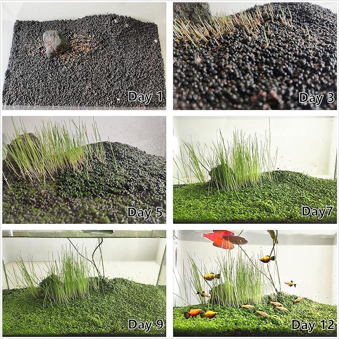3 Aquarium Plant Se-e-d Combo, no Artificial, Fresh Water Grass for Fish Tank Terrarium Dwarf Carpet