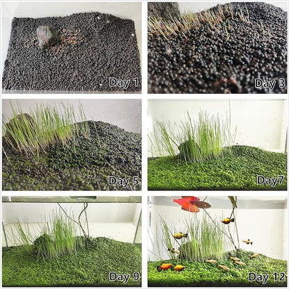 3 Aquarium Plant Se-e-d Combo, no Artificial, Fresh Water Grass for Fish Tank Terrarium Dwarf Carpet