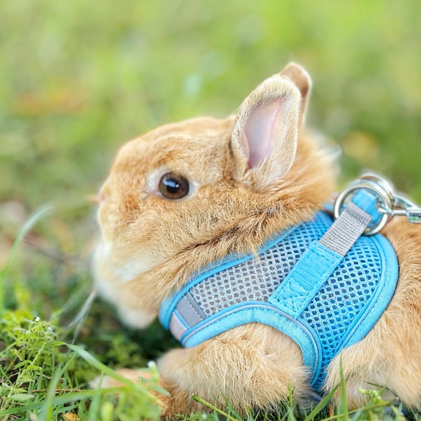Rabbit Harness and Leash Set Escape Proof, Adjustable Soft Padded Vest, Breathable Mesh Bunny Harness with Reflective Strap, Safe for Small Animals(Green,M)
