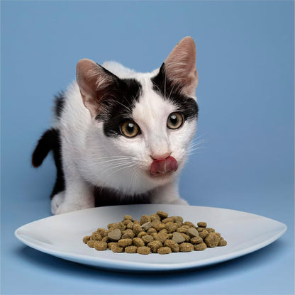 Forza10 - Cat Food, Limited Ingredient Cat Food for Urinary Health and UTI Support, Non-GMO, Fish Flavor, Made in Italy (0.88 lb)