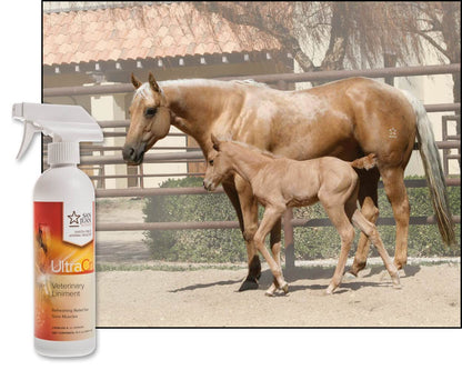 UltraCruz Veterinary Liniment Spray for Horses, 16 oz,sc-395404 (Pack of 2)
