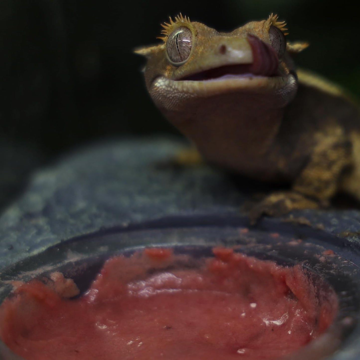 Crested Gecko Diet | Watermelon Burst | All Natural Low Fat Complete Gecko Food | 2.1oz