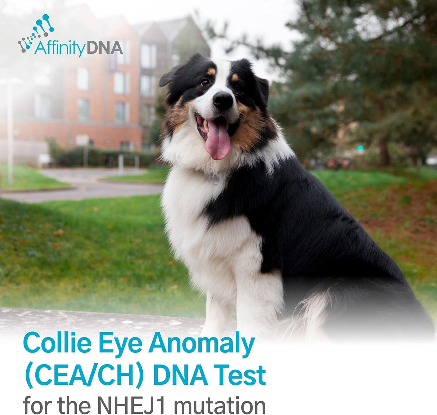 Dog Collie Eye Anomaly Choroidal Hypoplasia (CEA/CH) DNA Test | Home Sample Collection Kit for 1 Dog | Results in 7 Working Days | A Complete Kit with No Extra Fees