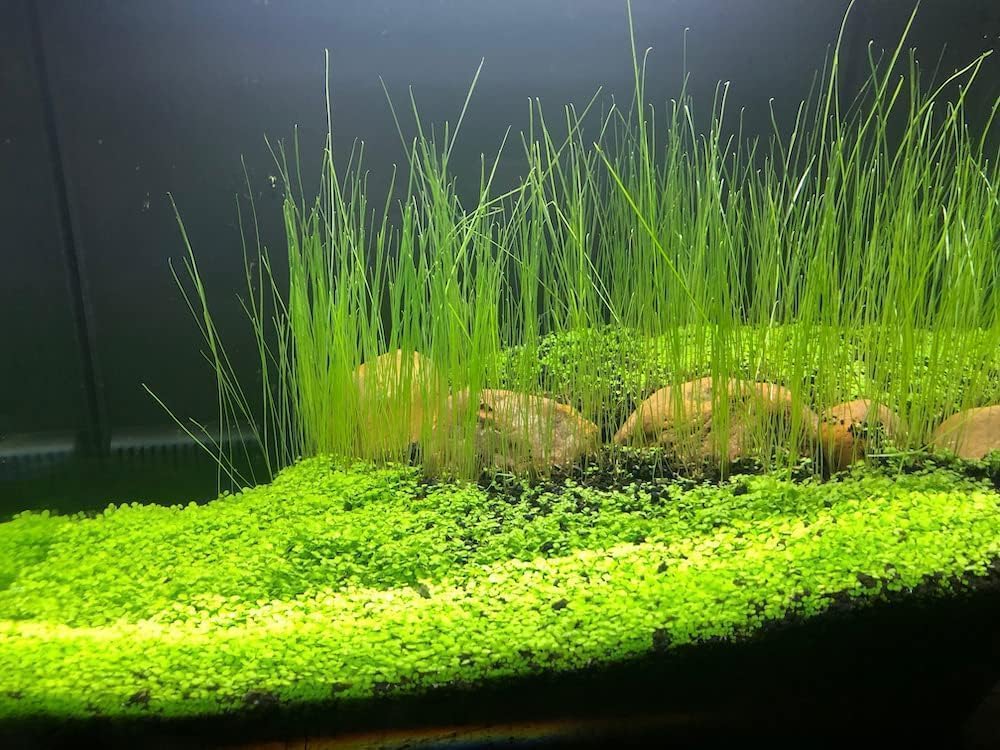 4 Bags Aquarium Plant S.e.e.ds, not Artificial Plastic Plant, Fish Tank Live Grass for All Substrate