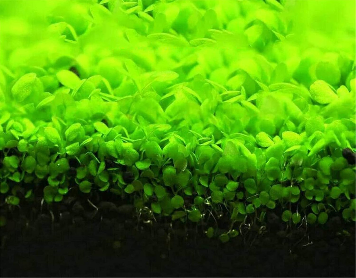Aquarium Grass Plants Seeds Small Bacopa Monnieri Seeds 10g Fish Tank Decorations Hydroponic Growing Plant Seeds(Small Leaf)