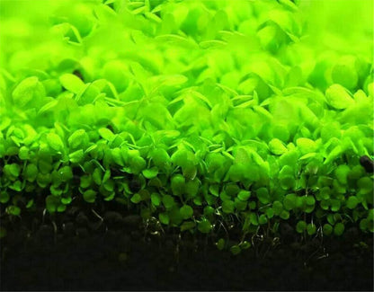 Aquarium Grass Plants Seeds Small Bacopa Monnieri Seeds 10g Fish Tank Decorations Hydroponic Growing Plant Seeds(Small Leaf)