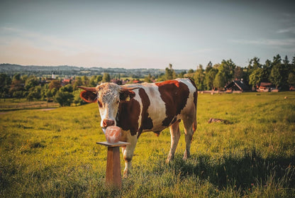 Himalayan Salt Licks for Horses, 4-6 LBS with Rope Deer and Sheep, Pack of 4 Treats