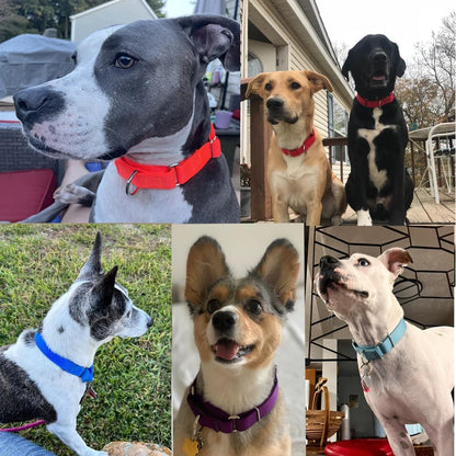 Green Martingale Collar for Dogs, No Pull Dog Choker Collar for Dogs No Slip Training Collars for Small Medium Large Dog, S