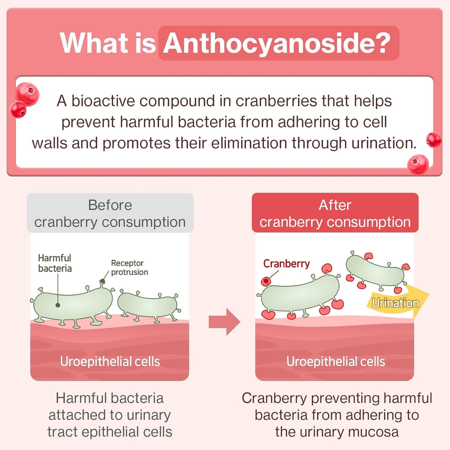 Doctor By UT Care Cat UTI Kidney Support Urinary Supplement Cranberry Treatment for Cats Renal Health with Pacran, Quercetin, Taurine lickable Formula Individually Packaged (1 Pack)
