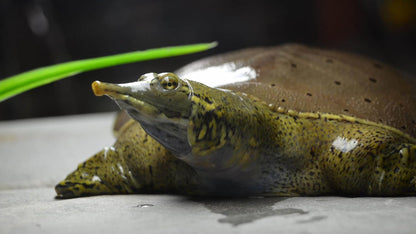 Aquatic Foods Inc. 5oz Tubifex Worm Cubes, Freeze Dried Tubifex Floating Cubes for Cichlids, Marine Fish, Koi & Pond Fish, All Tropical Fish, Land & Aquatic Turtles 5.0oz Bag