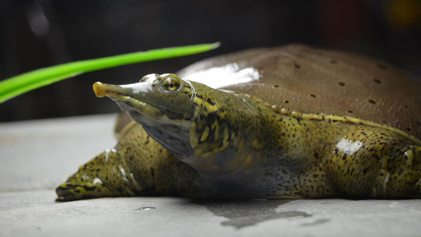 Aquatic Foods Inc. 5oz Tubifex Worm Cubes, Freeze Dried Tubifex Floating Cubes for Cichlids, Marine Fish, Koi & Pond Fish, All Tropical Fish, Land & Aquatic Turtles 5.0oz Bag