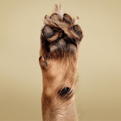 Paul Mitchell Pet Soothing Oatmeal Conditioner, Gentle Formula, 16.9 fl oz