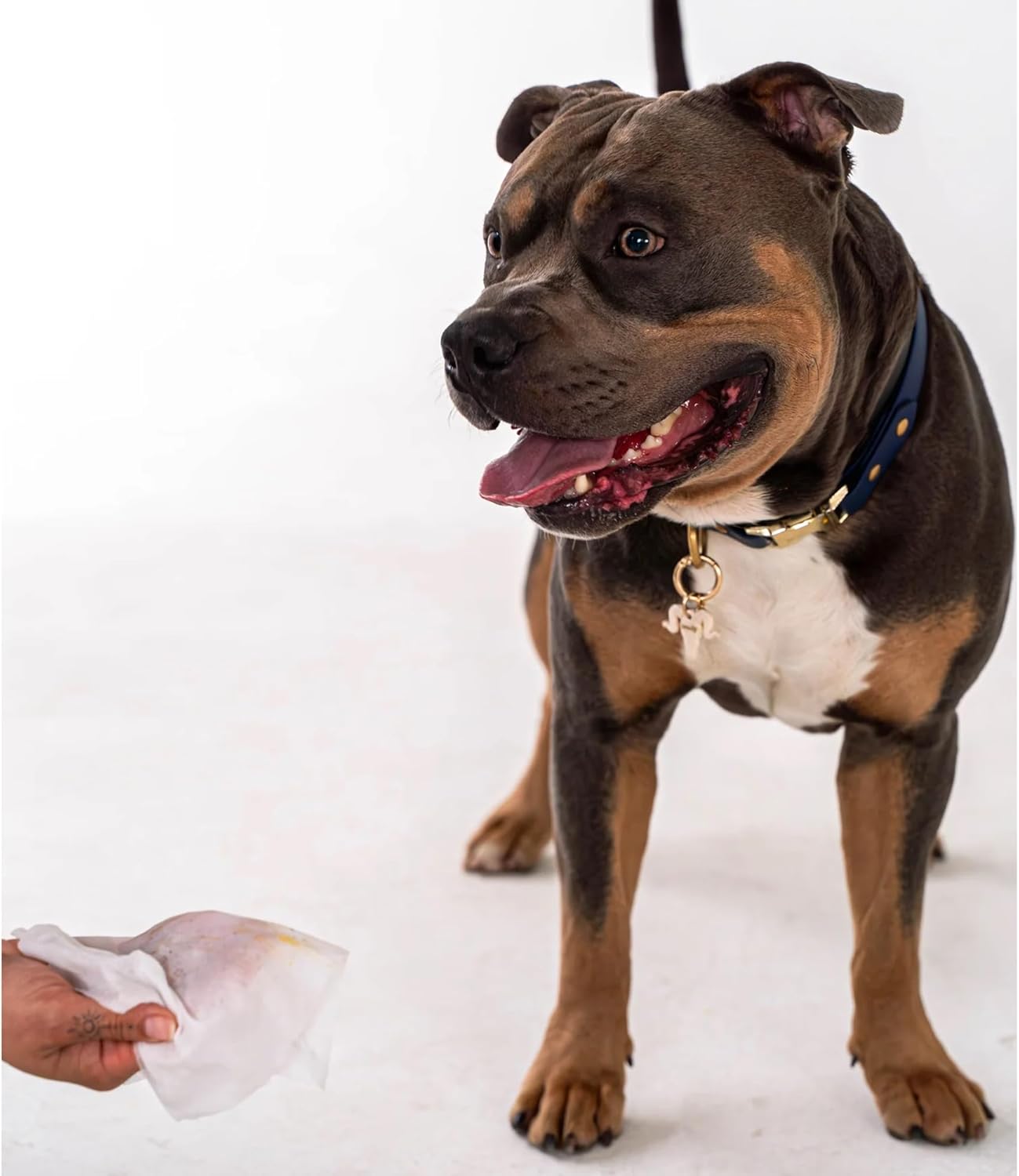 Pet Cleansing Wipes Canister - Aloe Vera & Vitamin E - 200ct - Gentle Wet Wipes for Dogs & Cats, Fur-Paws-Face, Natural Pet Safe Grooming