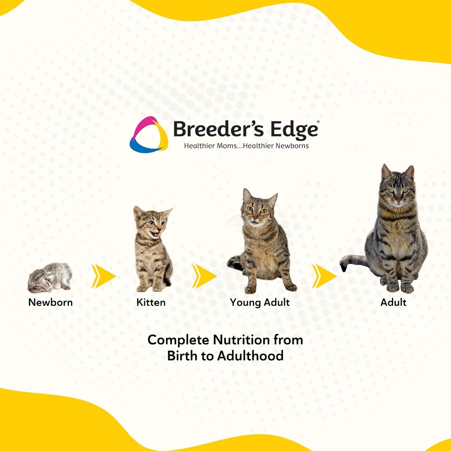 Breeder's Edge Foster Care Feline - Powdered Milk Replacer - for Kittens & Cats - 12oz