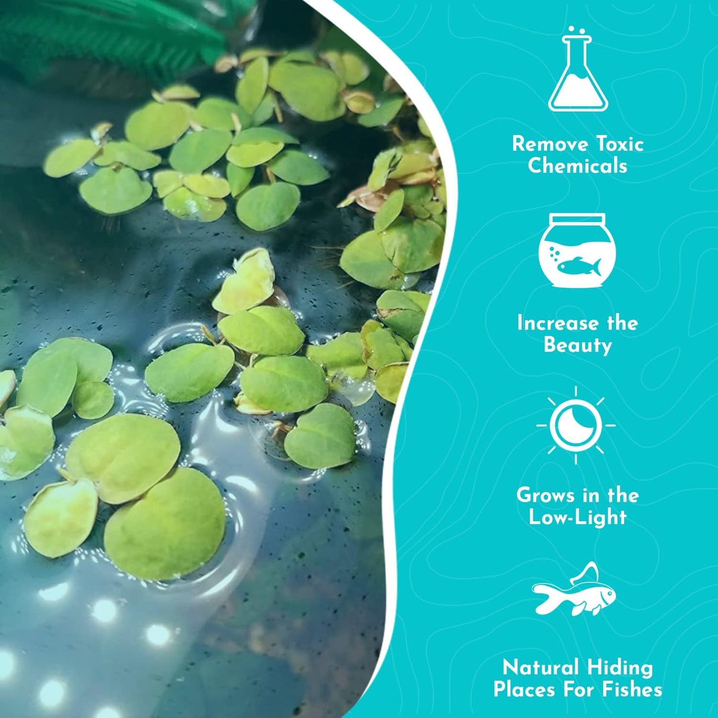 Live Aquarium Red Root Floater Plants - Highly Sought & Removes Nitrates - Easy to Maintain - Increases Beaty - Promote High Water Quality - 4 Ounce Portion