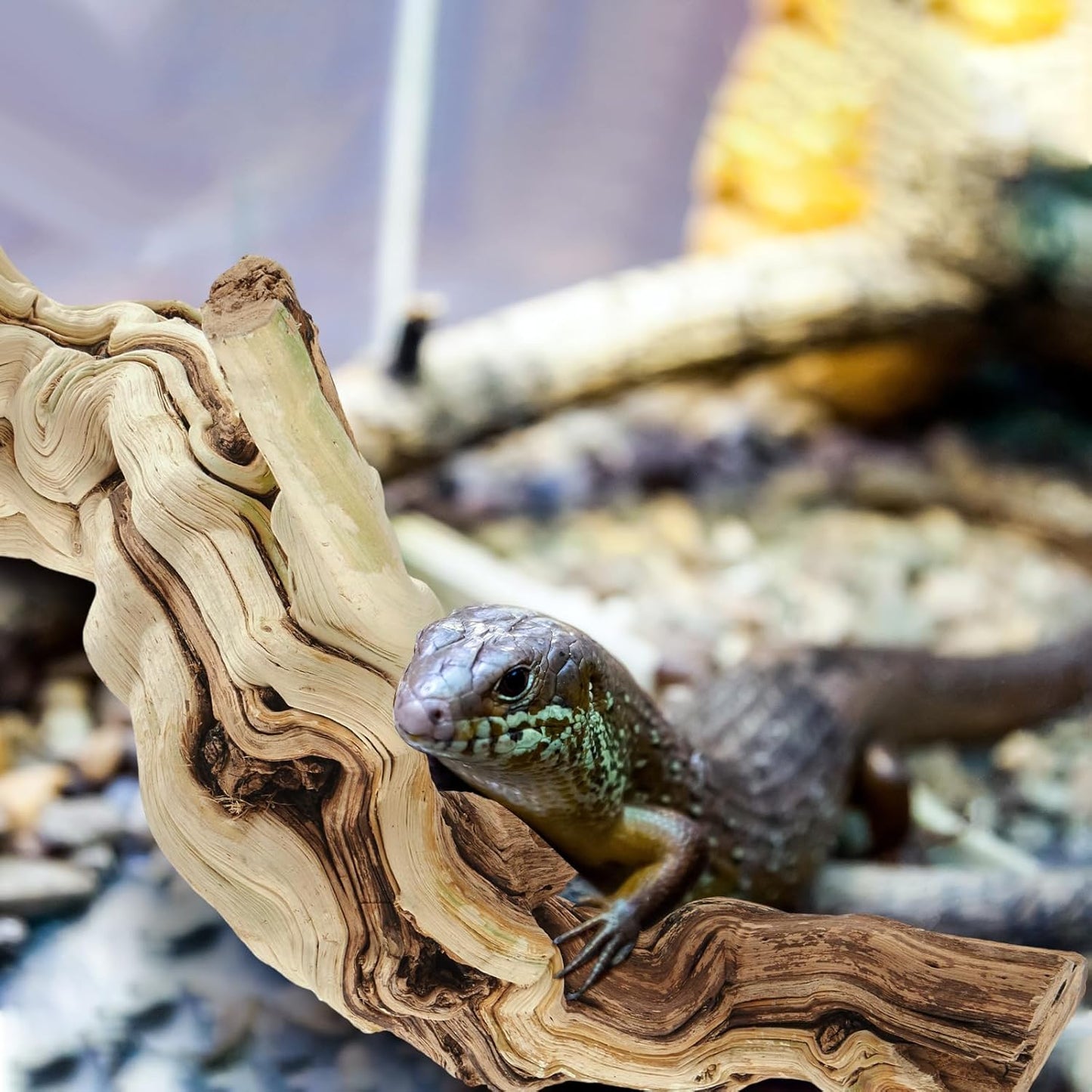 Janinka 14-17" Length Large Wood Reptile Branch for Bearded Dragon Driftwood Reptile Climbing Habitat Decoration for Terrarium Tree Trunk Ornament Gecko Frog Chameleon Spider