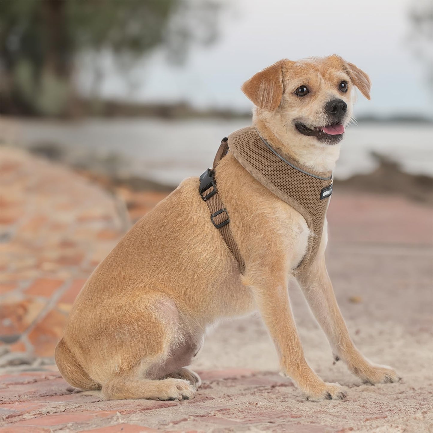 Best Pet Supplies Voyager Aerolite Adjustable No Pull Dog Harness with Reflective Stripes for Walking, Jogging, Heavy-Duty - Beige, Small