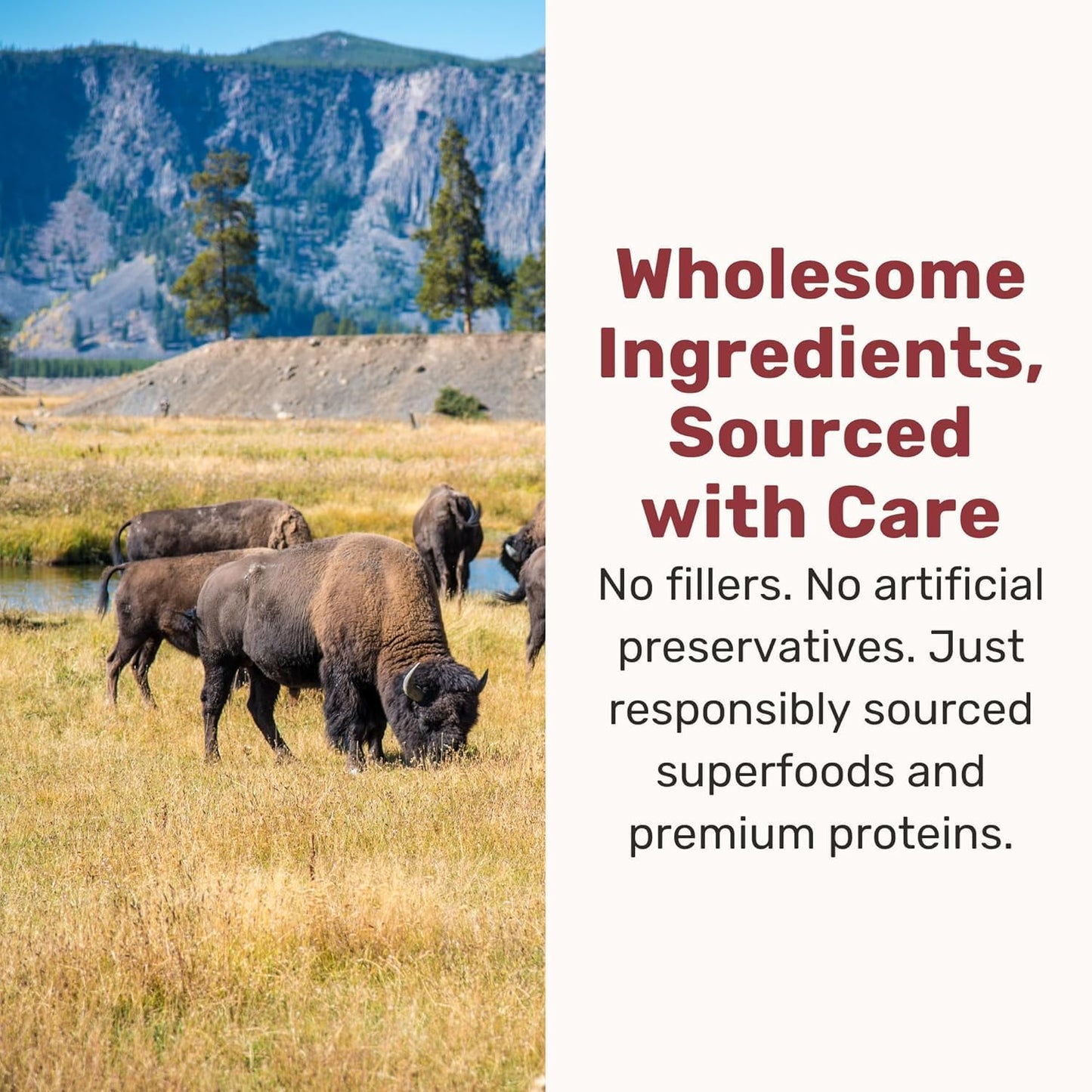 BADLANDS RANCH Superfood Nuggets – Freeze-Dried Raw Dog Treat & Food Topper, Nutrient-Dense Bison & Kale Formula, High Protein, No Artificial Additives, 8oz Bag