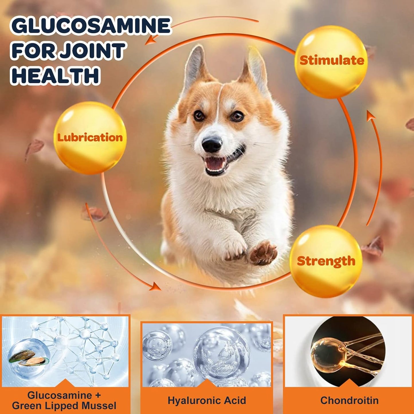 Glucosamine and Probiotics for Dogs