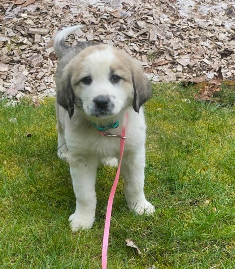 Hartz Powdered Puppy Milk Replacer - 12oz