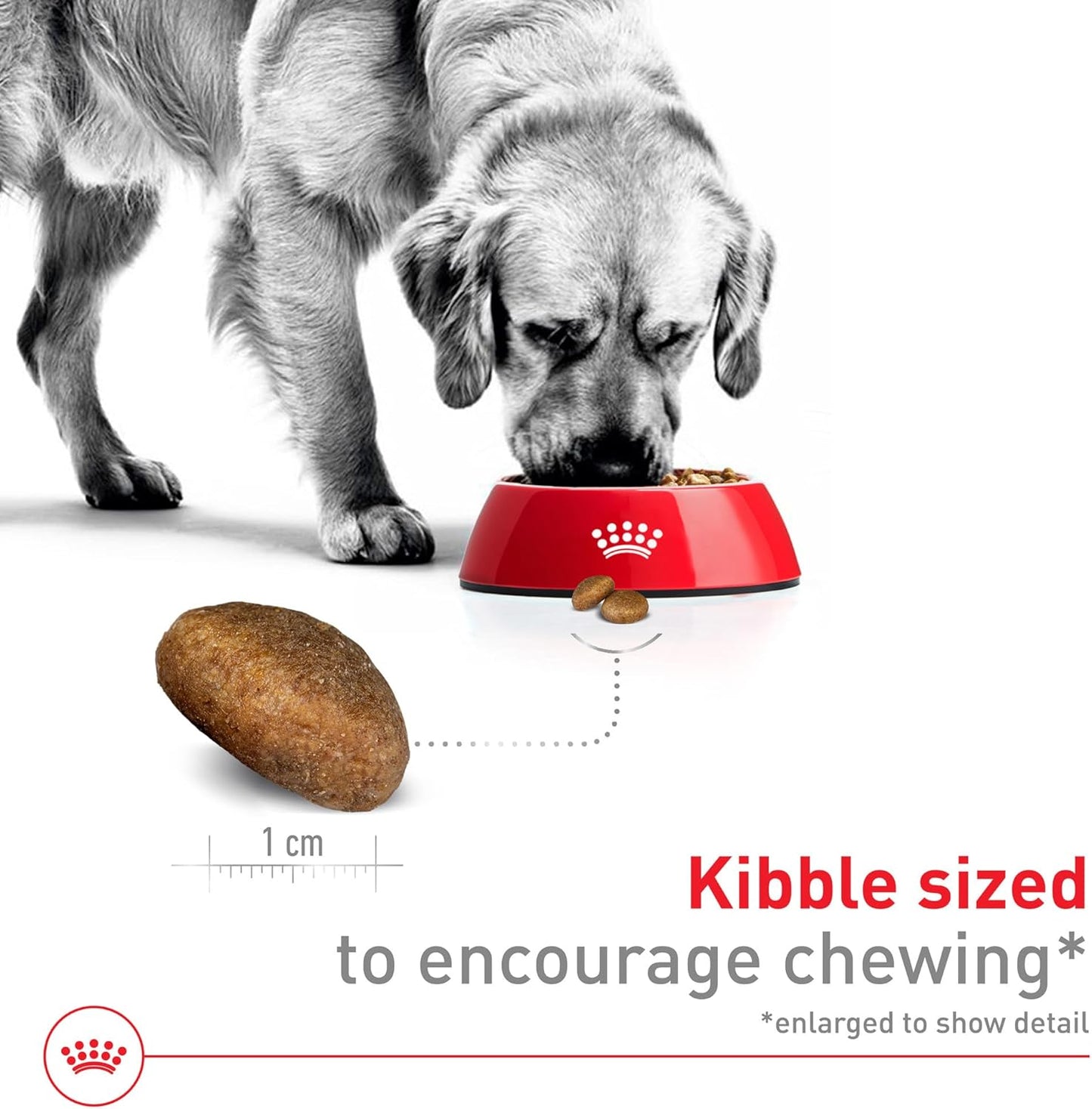 Royal Canin Size Health Nutrition Large Adult Dry Dog Food, 4 lb Bag