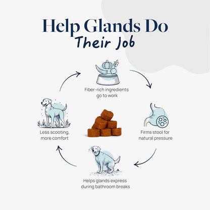 Veterinary Formula Anal Gland Support for Dogs – Vet-Formulated No Scoot Chews with Pumpkin, Ginger, Agave Inulin & Probiotics – Supports Scooting, Stool Quality & Digestive Health, 60 Soft Chews