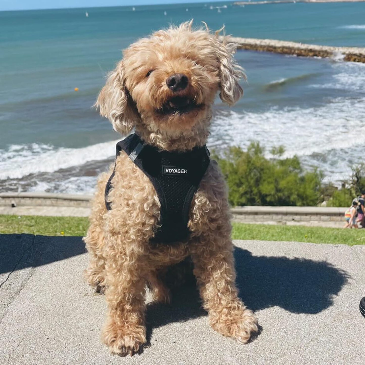 Best Pet Supplies - All Weather Mesh/Plush, Reflective, No Pull Harness for Small, Medium Dogs, Cats - Secure with Hook & Loop Fastener, Buckle, Double D-Rings - Black/Black Trim, XL