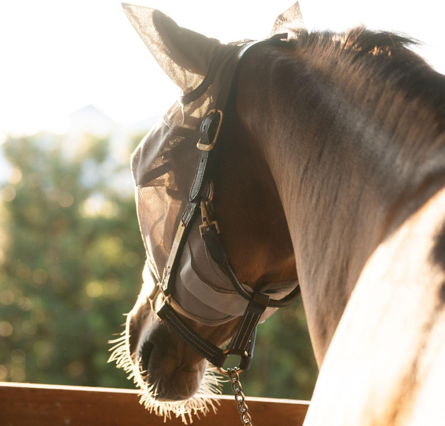 Plus-Size Horse Visor Fly Mask with Ears – 95% UV Eye Protection, Lightweight Breathable Mesh, Shields Against Flies & Dust, Built-in Visor, Adjustable Fit for Turnout & Trail Riding