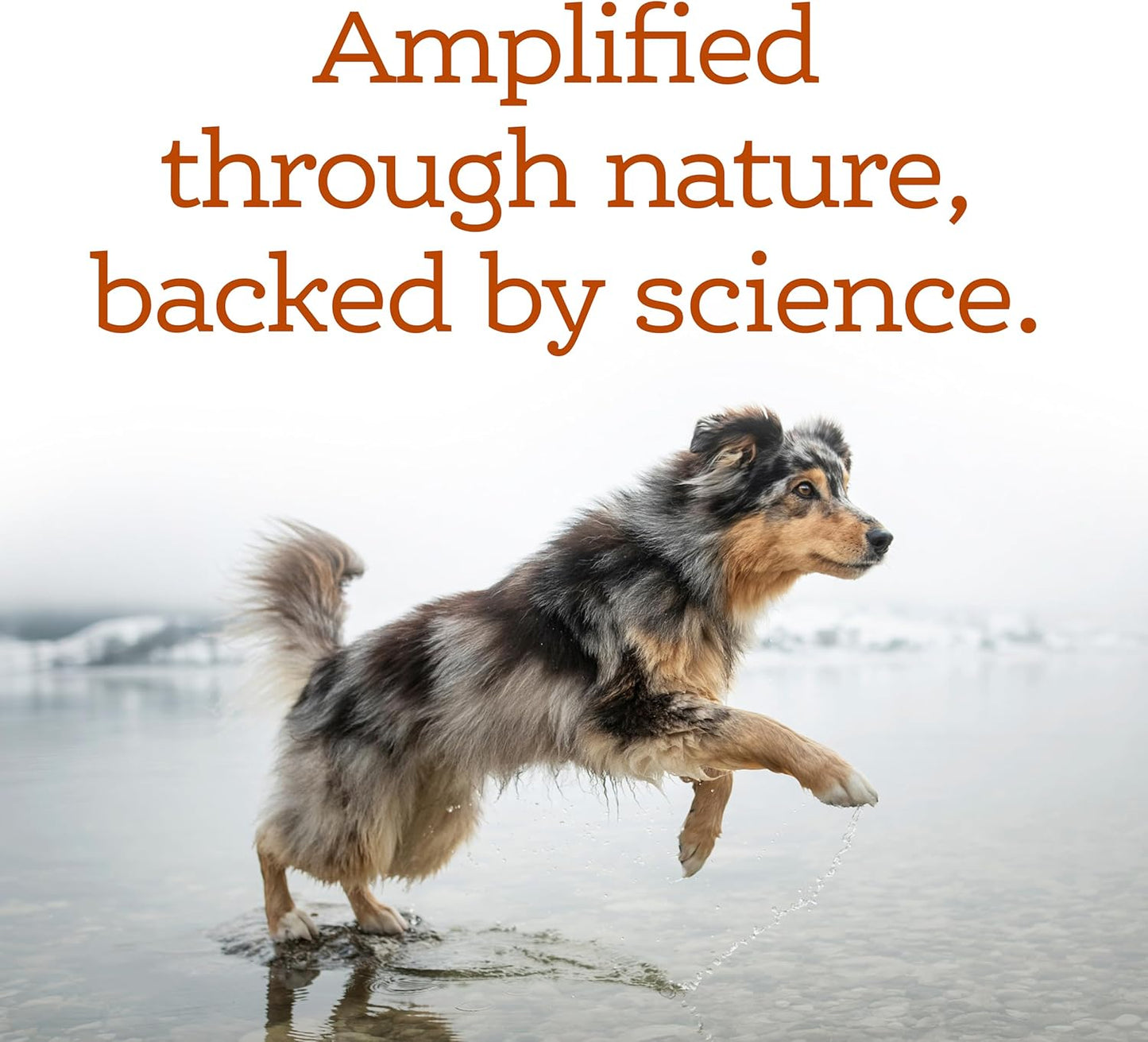 NutriSource AmpliFull Turkey Flavor Multivitamin Soft Chews for Dogs, Daily Supplement with Bovine Colostrum, Essential Vitamins & Minerals for Overall Health, 70 Chews (1 Pack)