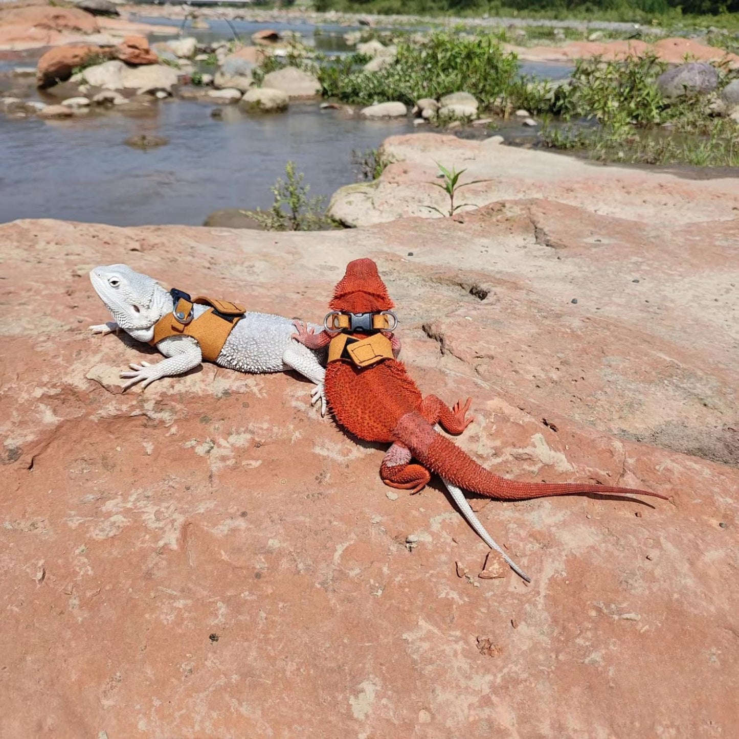 3 Pack Bearded Dragon Harness and Leash Set - Adjustable Soft Leather Lizard Harness Leash Small Animal Traction Rope Training Walking Vest Accessories for Reptile Squirrel Rat (Brown)