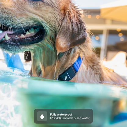 New Fi Series 3+ Smart Dog Tracker Collar [12 Month Membership Included] GPS Tracker for Dogs with Health & Behavior Monitoring, Escape Alerts, Waterproof, LED, Apple Watch Compatible (Gray, Medium)