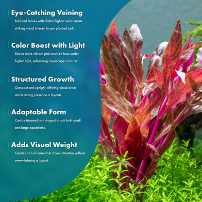 SubstrateSource Live Aquarium Red Stem Plants - Freshwater Aquatic Plant for Fish Tanks, Aquascaping - (Alternanthera Reineckii Rosanervig, 1 Bunch)