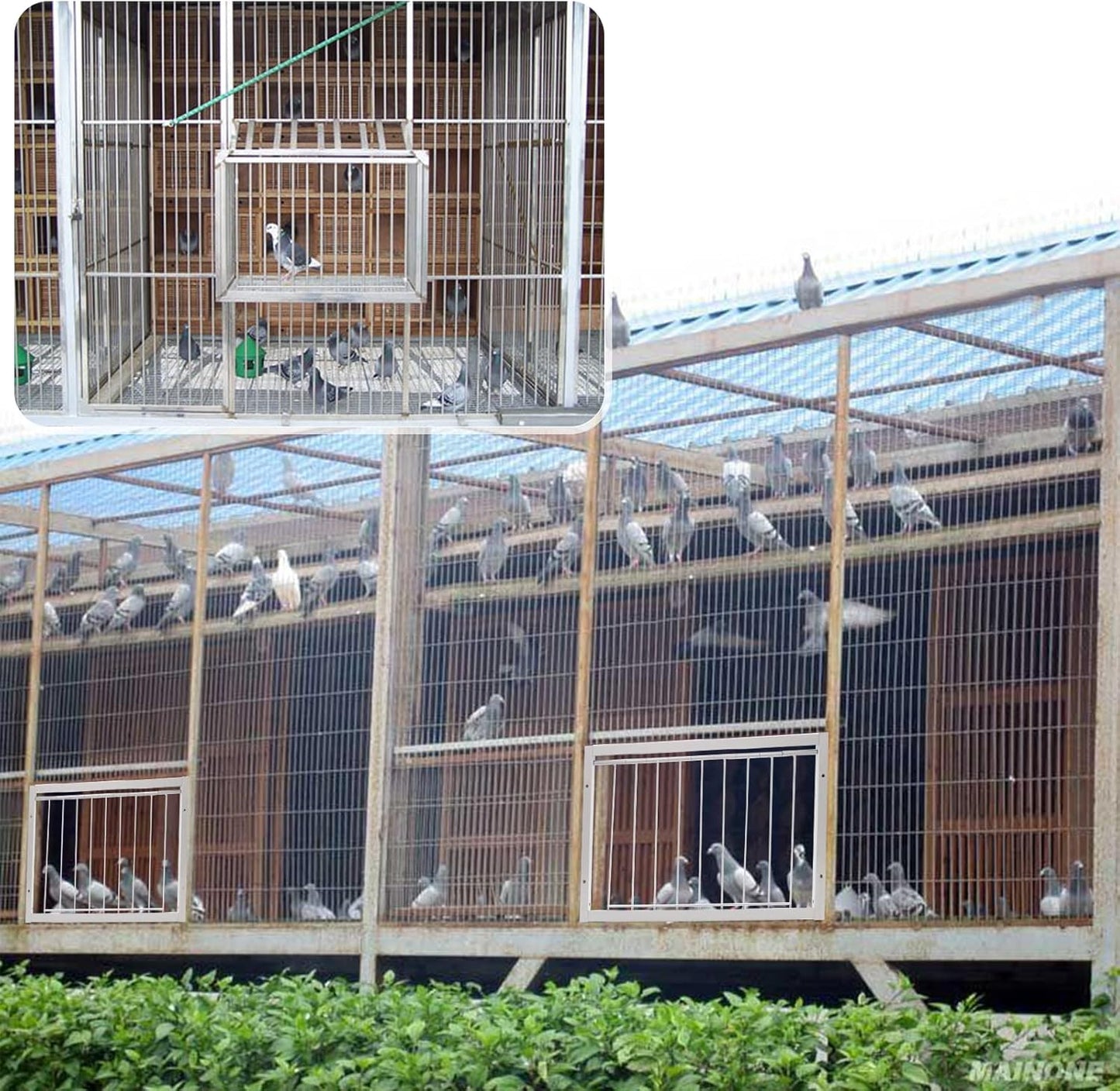 15.7in/40cm Pigeon Cage T-Trap Birdcage Iron Wire Trap Door for Racing Pigeon, 15.7in (40cm)