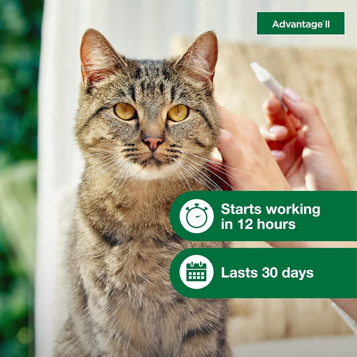 Advantage II Large Cat Vet-Recommended Flea Treatment & Prevention | Cats Over 9 lbs. | 1-Month Supply