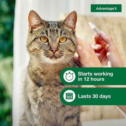 Advantage II Large Cat Vet-Recommended Flea Treatment & Prevention | Cats Over 9 lbs. | 1-Month Supply